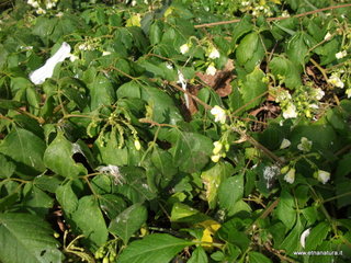 uccio-13-11-2012 09-19-59